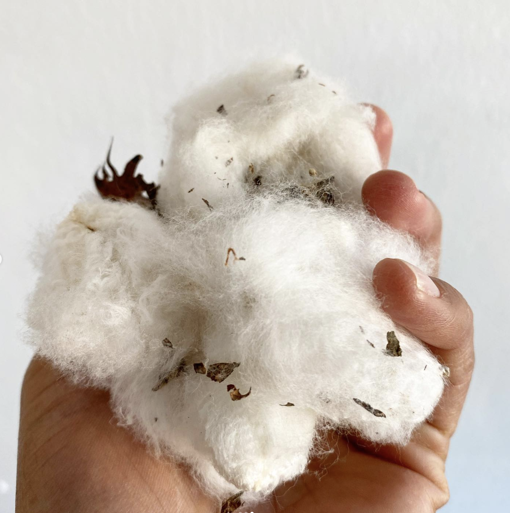  In 2020 I purchased using raw cotton grown from by a black-owned farm in Northampton County, North Carolina that founded the company  Black Cotton .   Instead of spinning the cotton to make fabric, which was my original intent, I decided I wanted to
