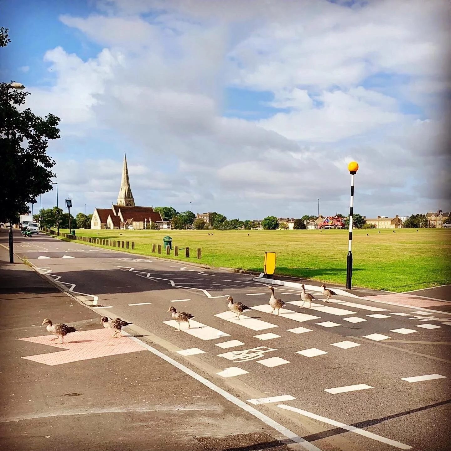Egon Walesch captured these geese safely crossing Prince of Wales Road
