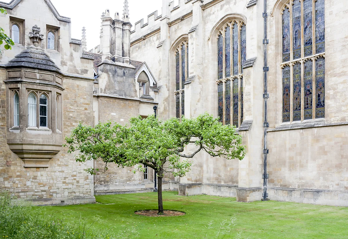 trinity tree.jpg