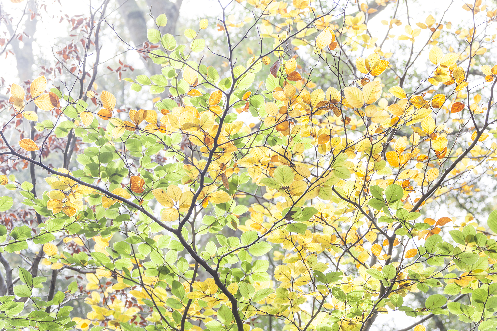 autumn colours.jpg