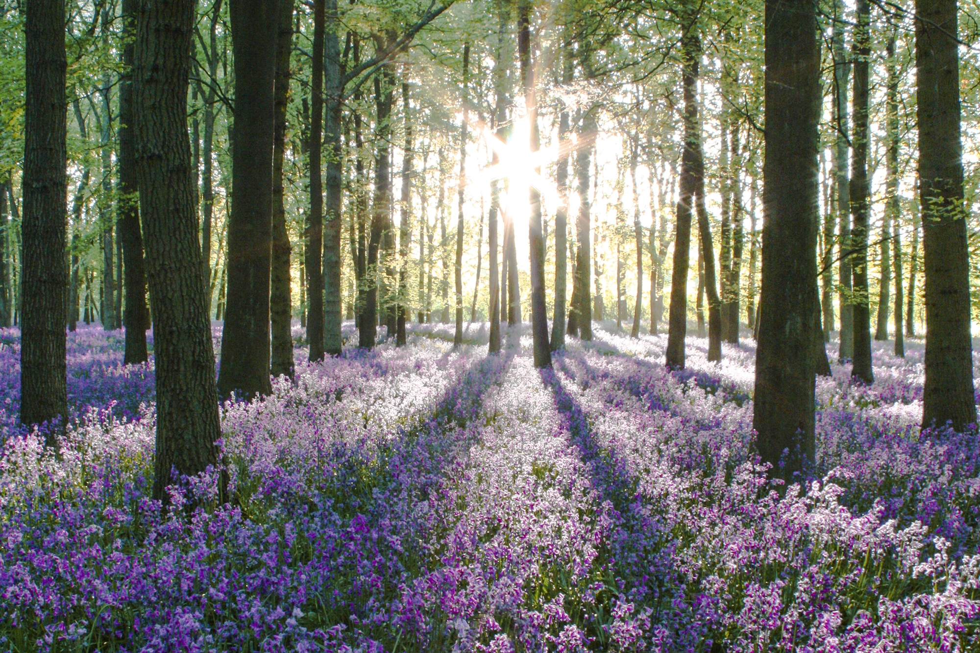 bluebells sunrise.jpg