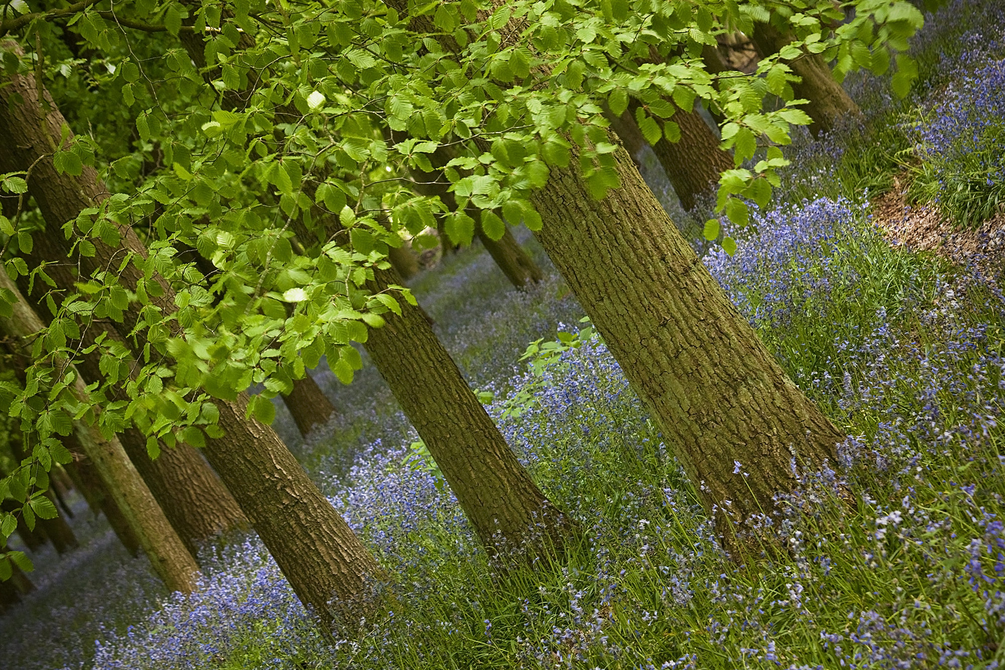 Bluebell woods 2016_41.jpg