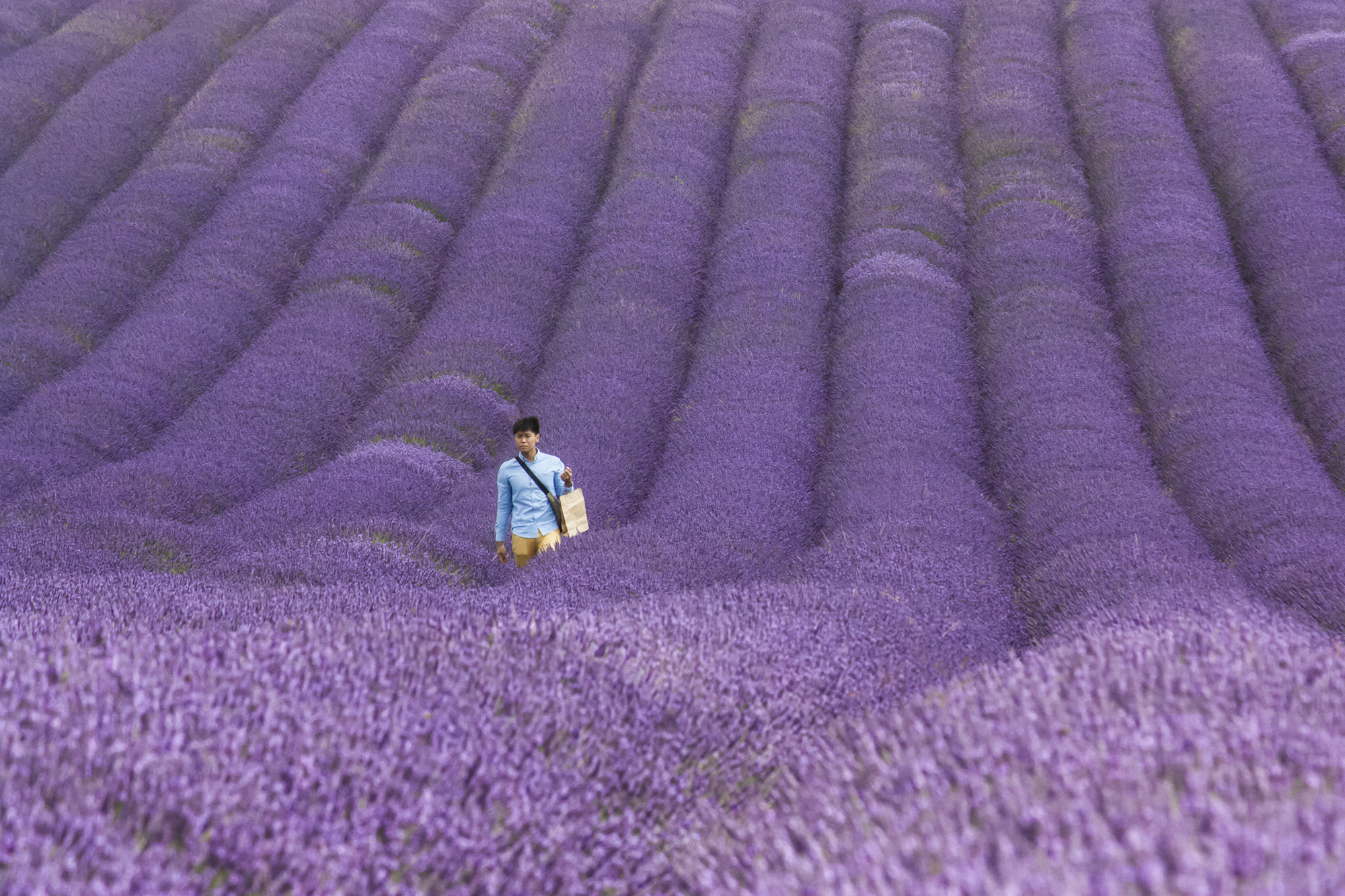 lavender_2017.jpg