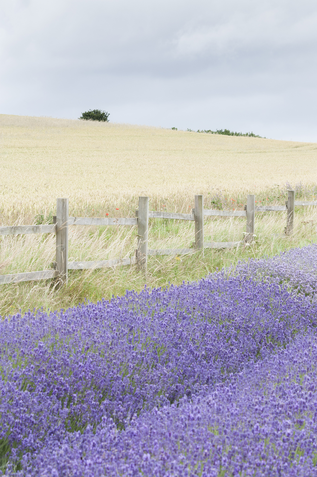 lavender fence.jpg