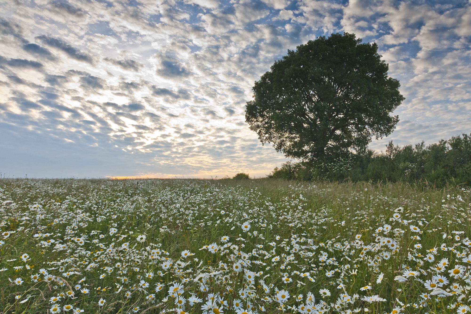 daisy field_sunset.jpg