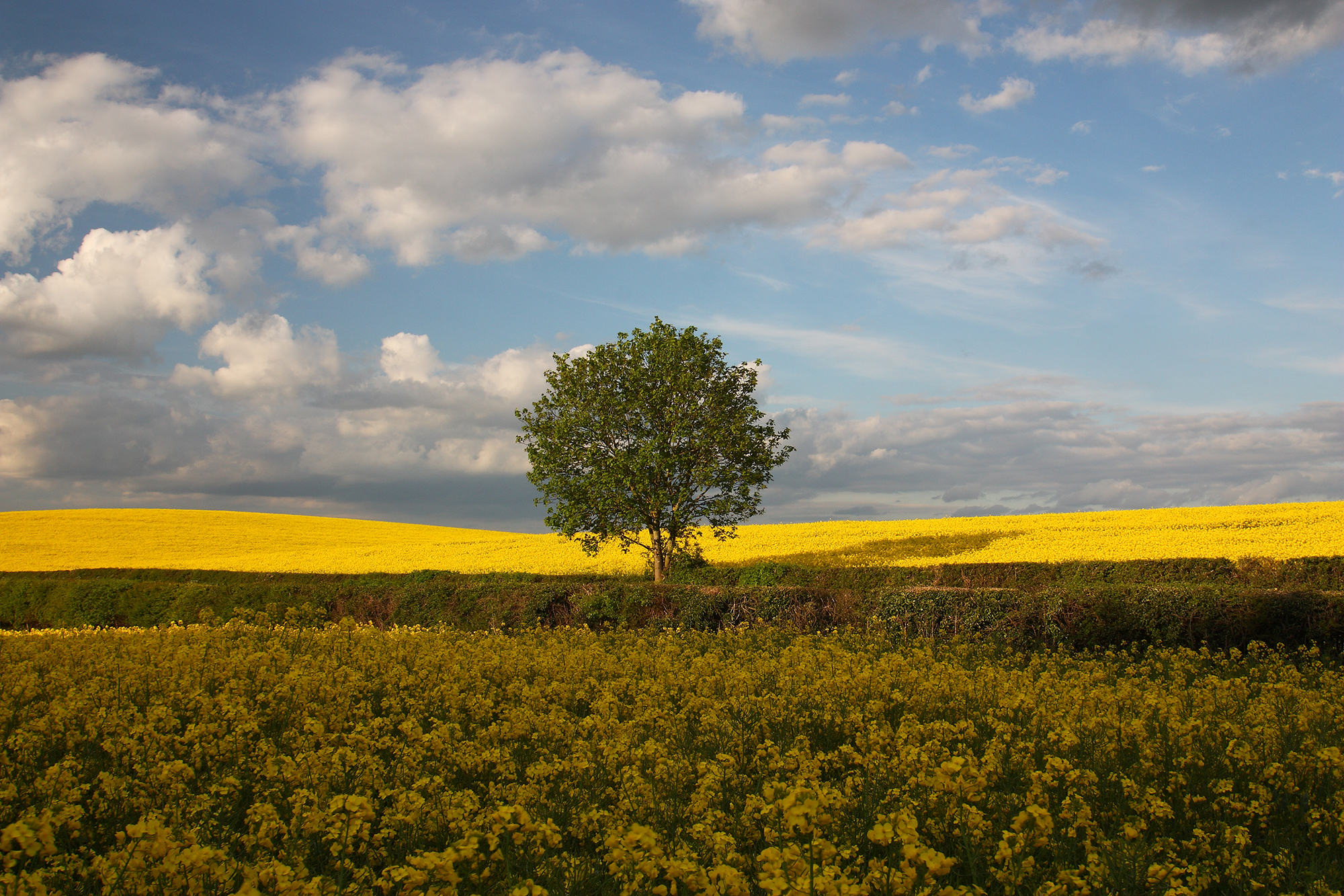 tree_yellow_3.jpg