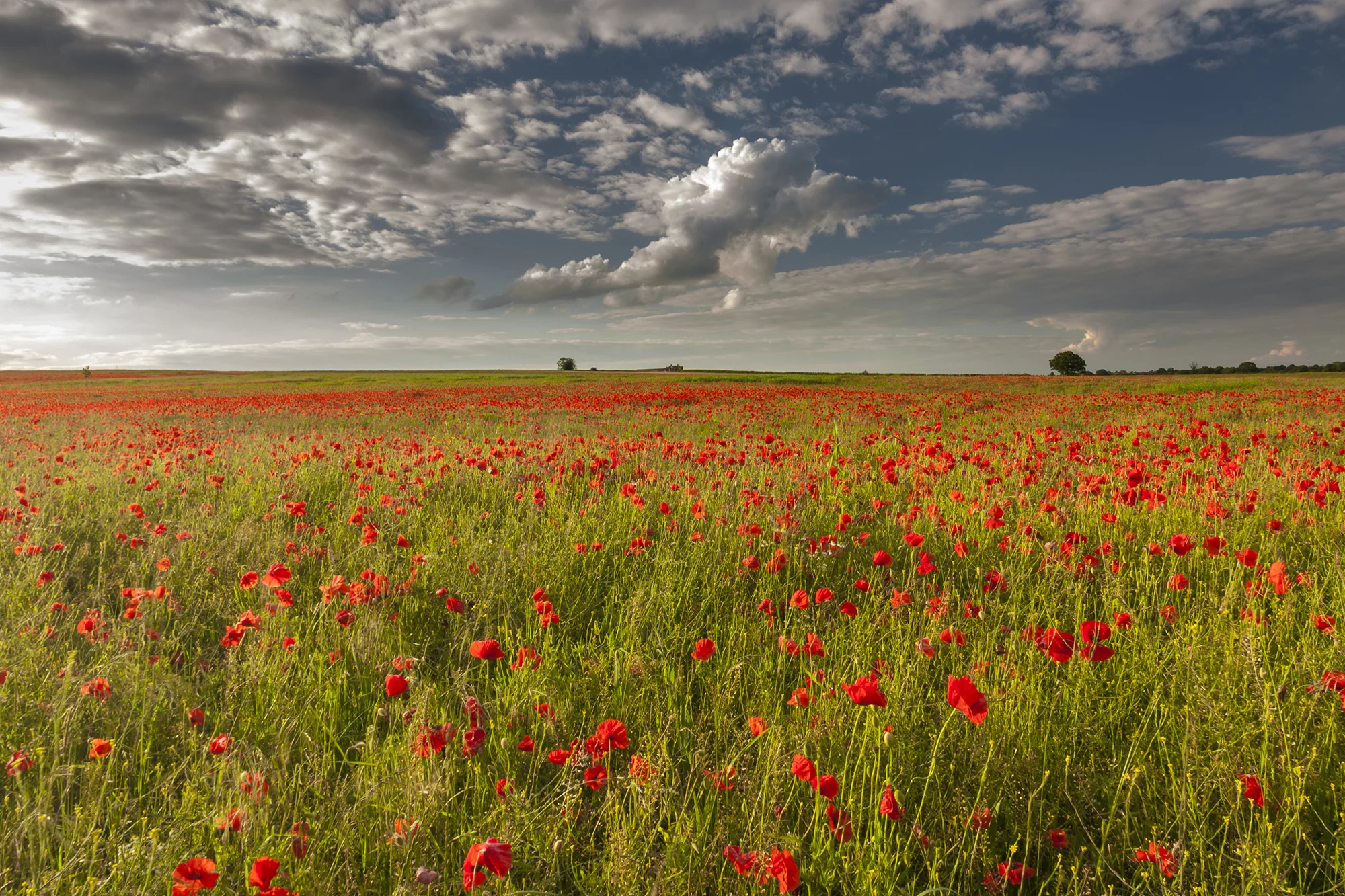 poppy field_8.jpg