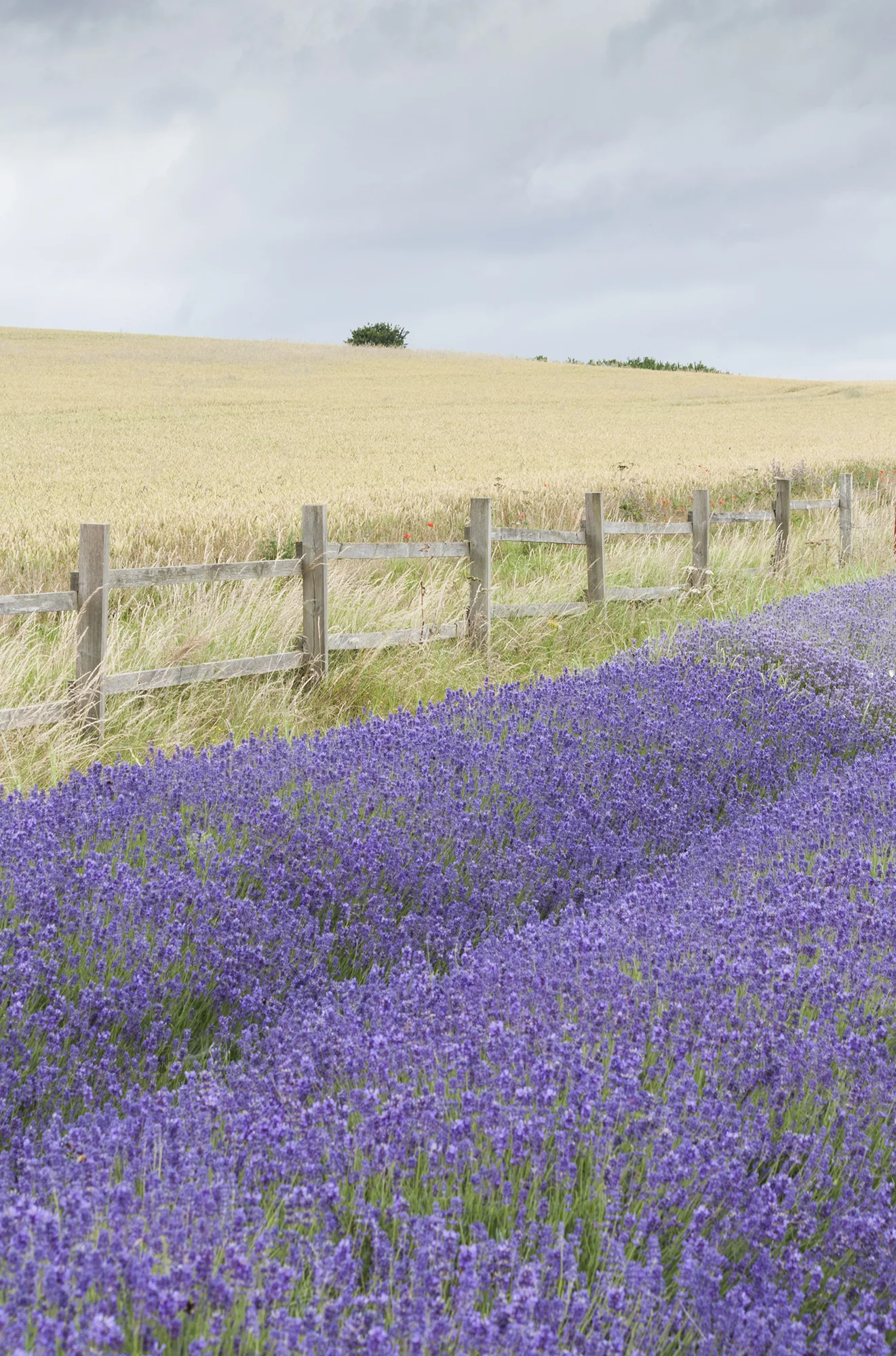 lavender_8.jpg