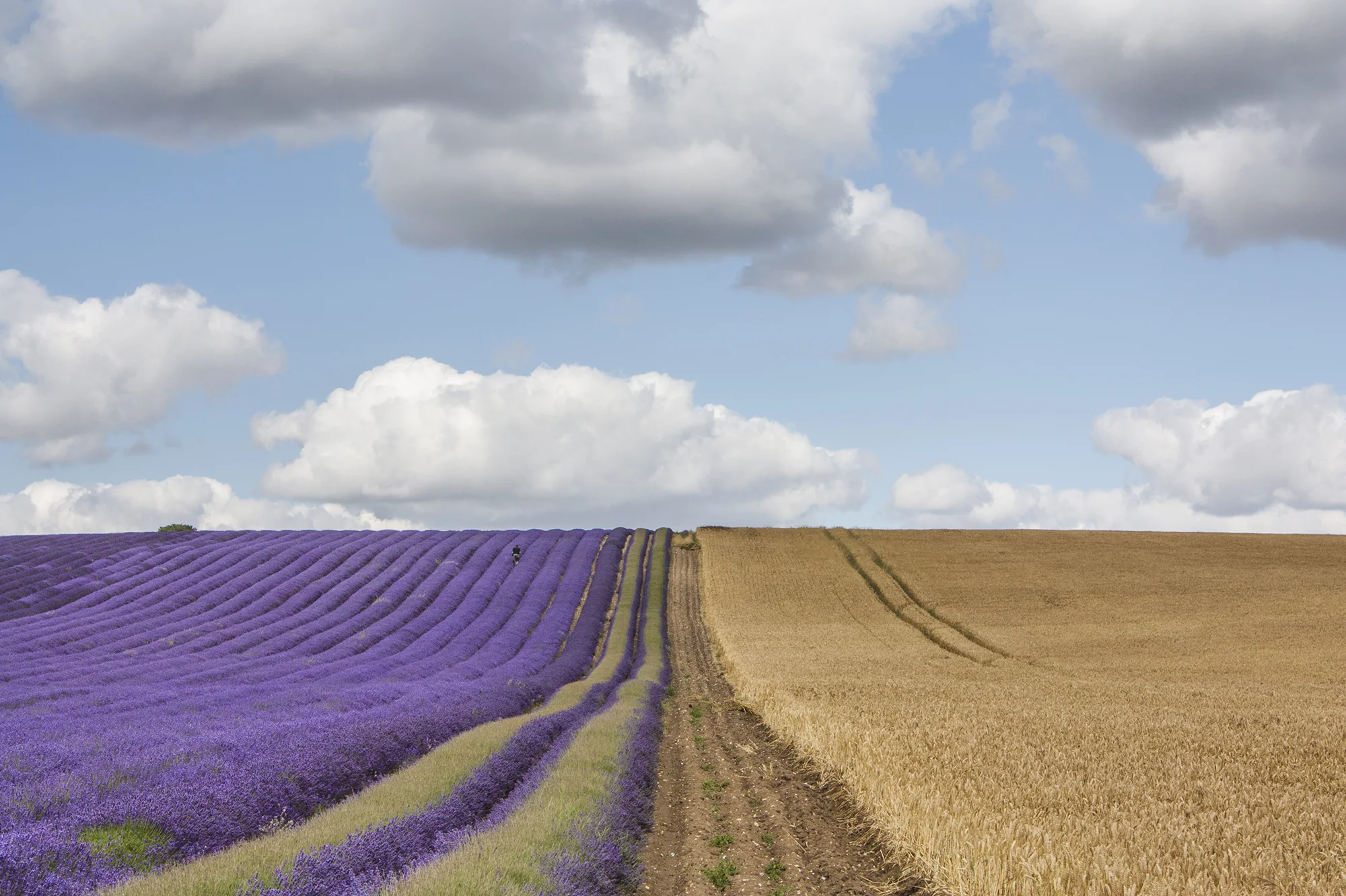 lavender_9.jpg
