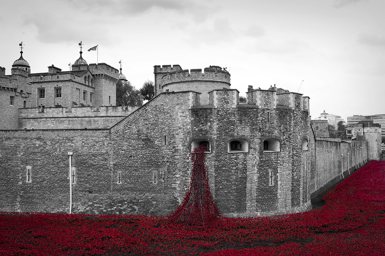 tower poppies.jpg