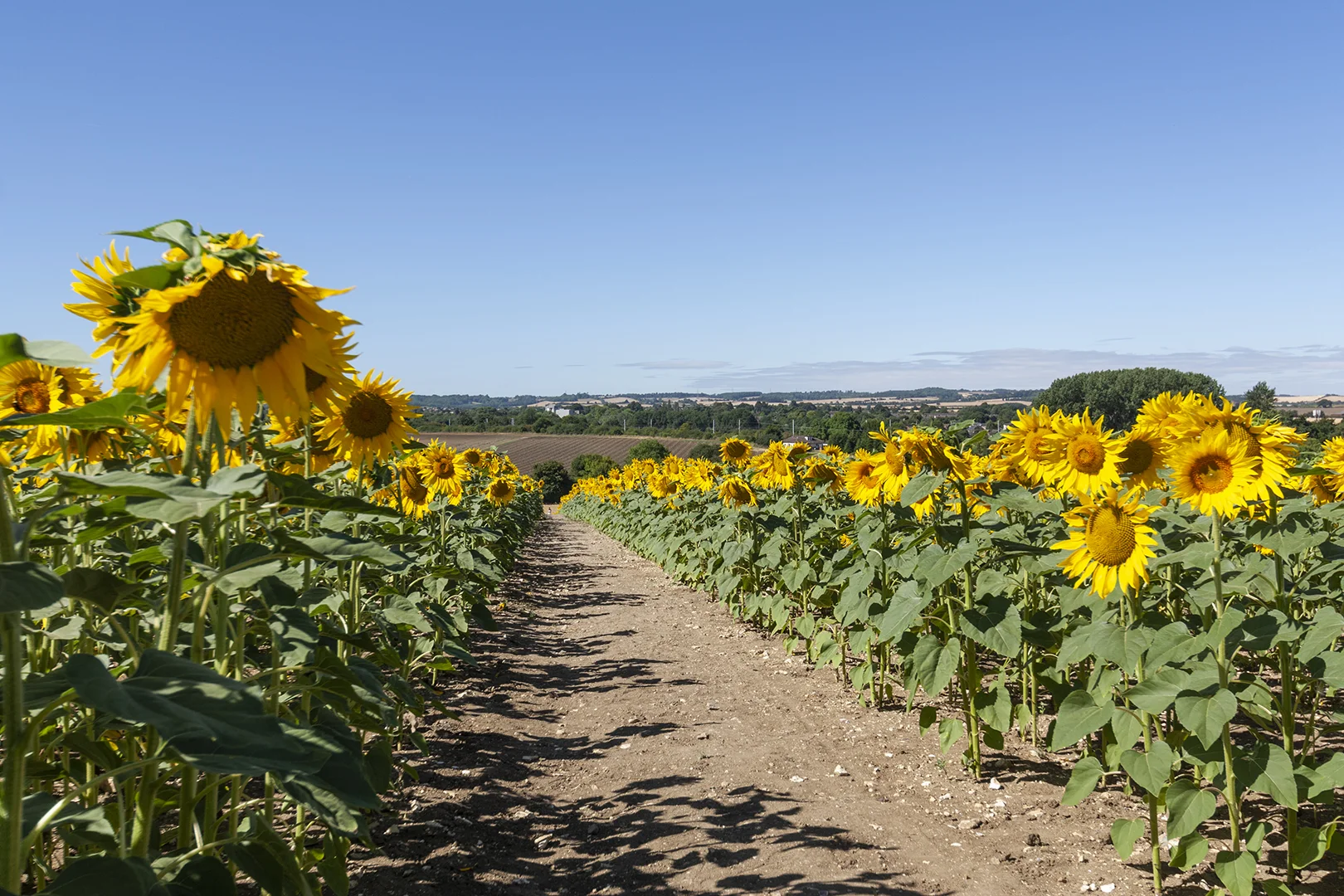sunflowers_3.jpg