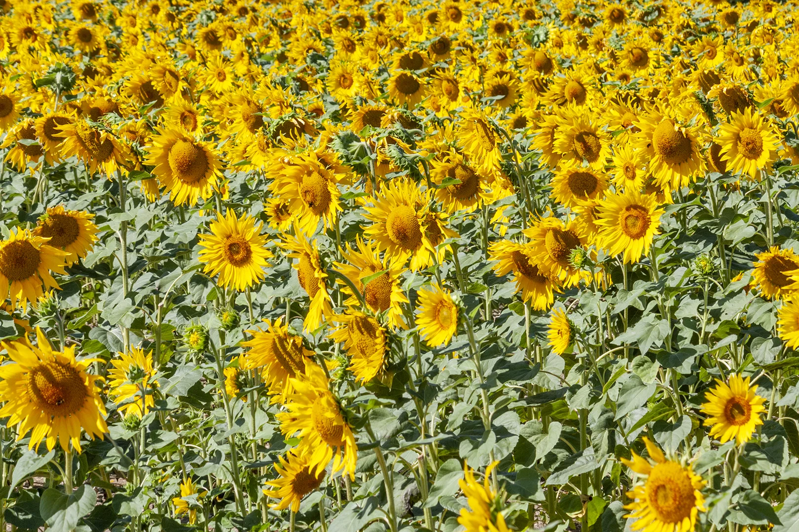 sunflowers_6.jpg