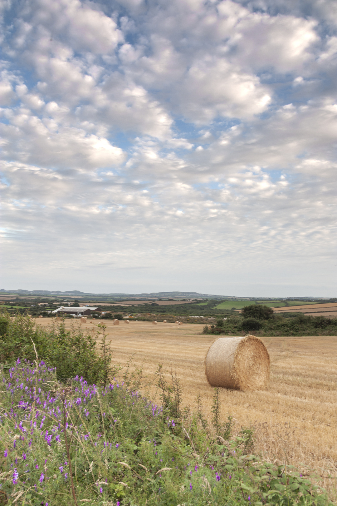 cornwall wheat field.jpg