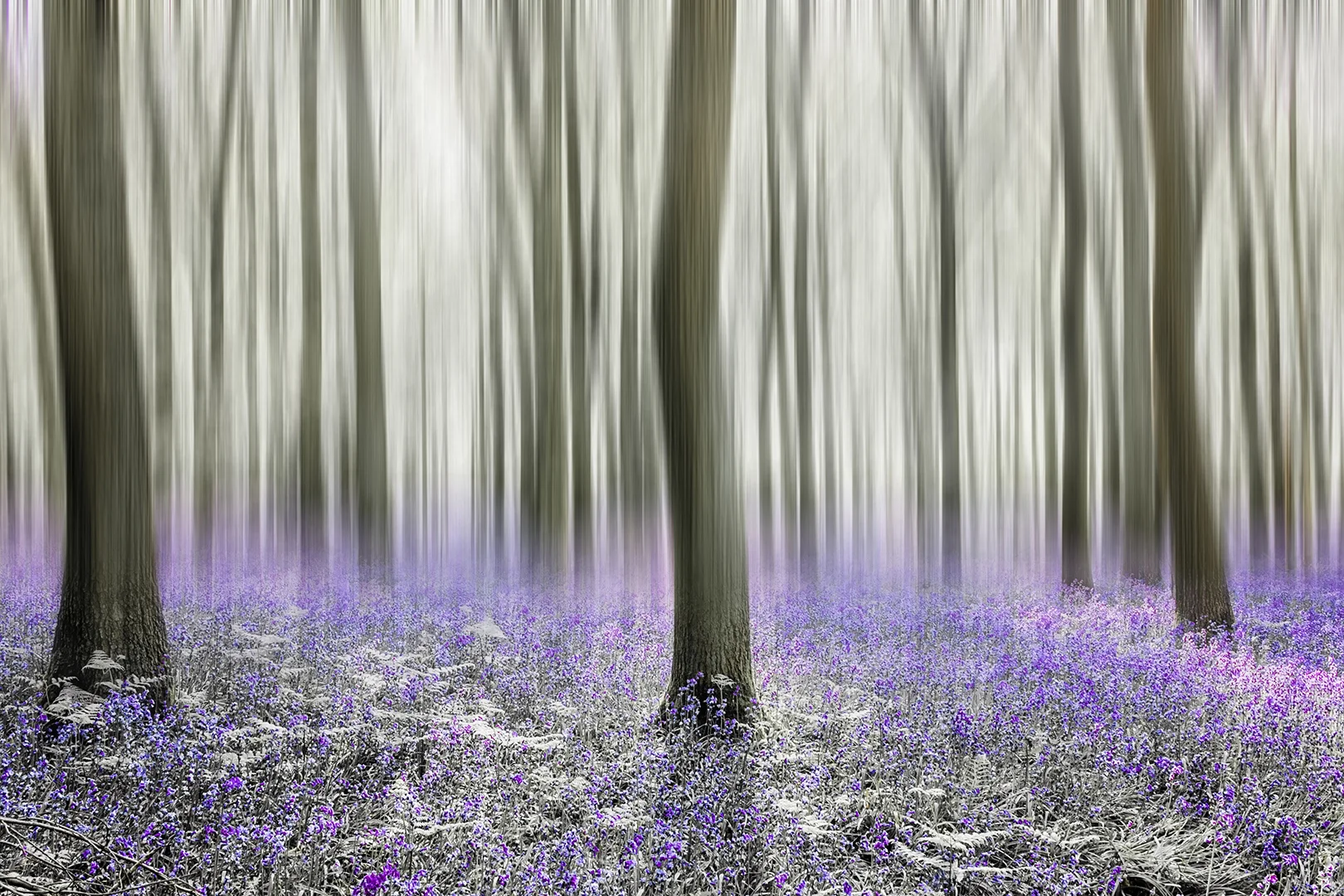 bluebell woods_2018_12.jpg
