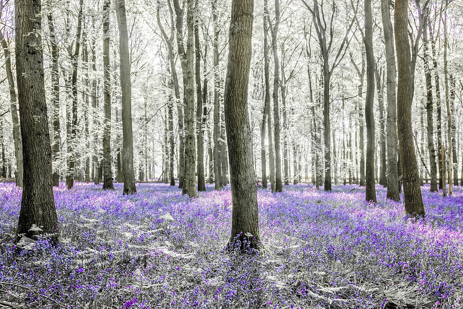 bluebell woods_2018_10.jpg