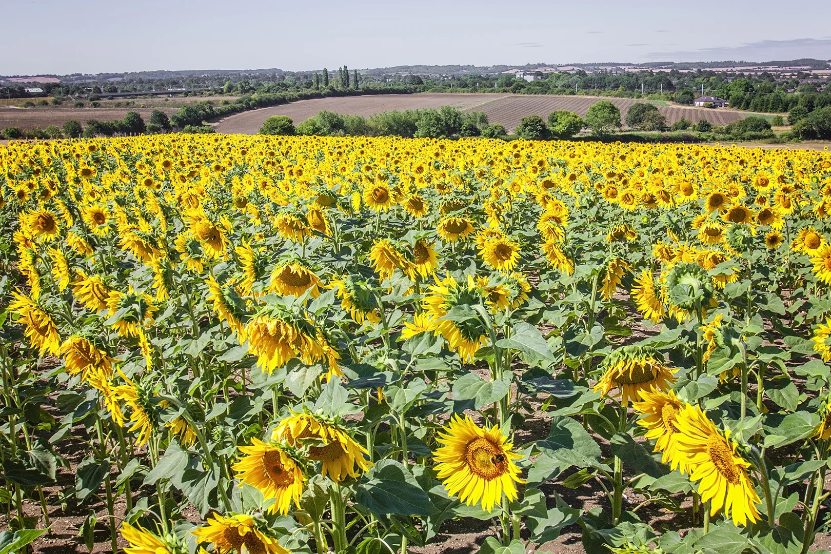 sunflowers_4.jpg