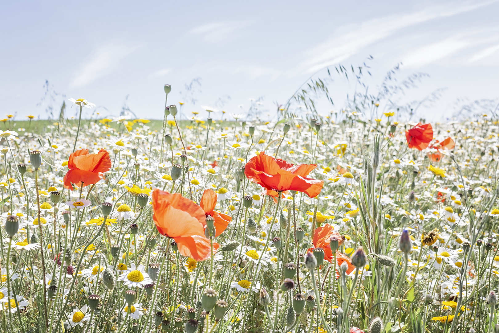 summer wild flowers.jpg