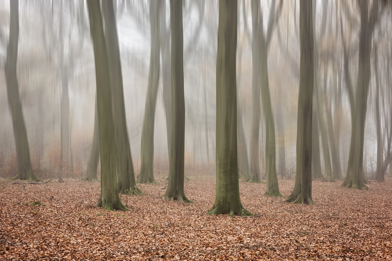 Ashridge in Autumn