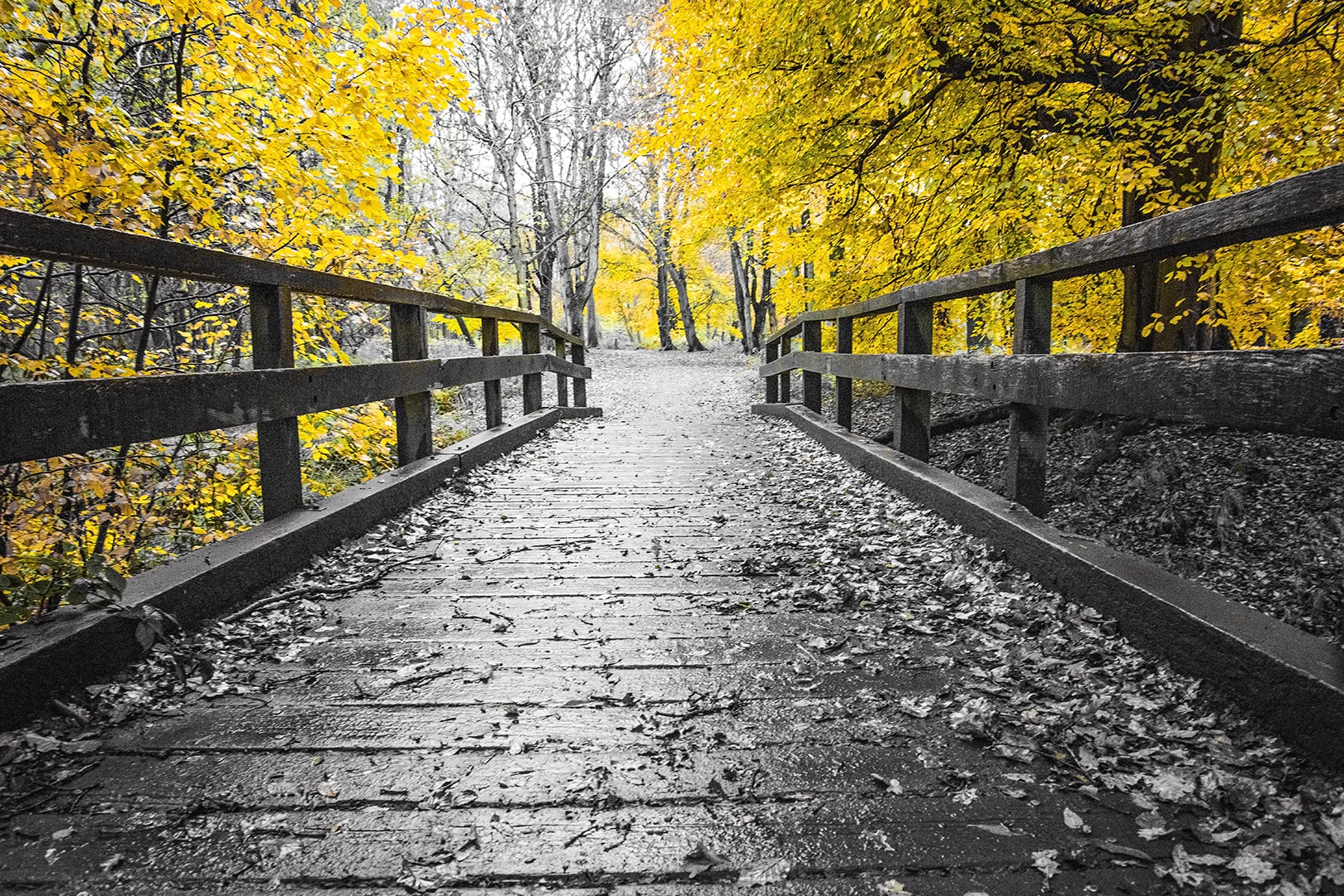 autumn path.jpg
