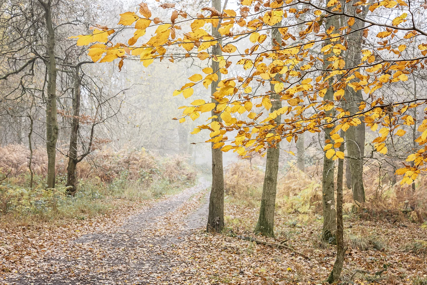 autumn trees_4.jpg