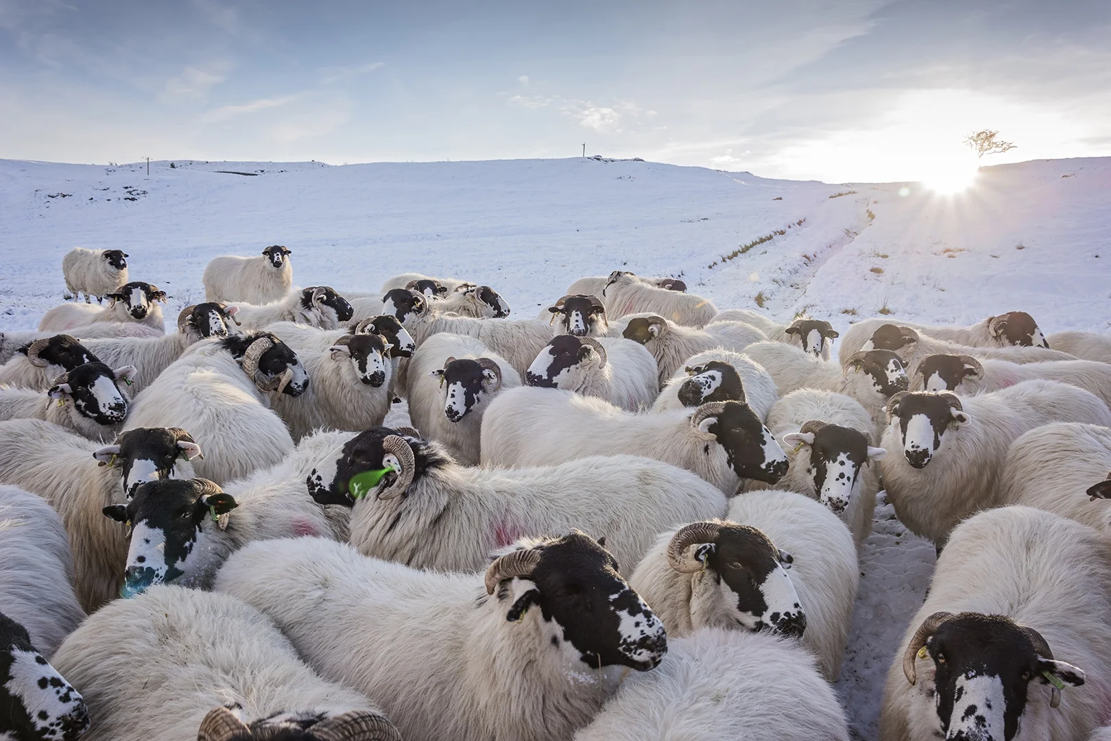 yorkshire dales sheep.jpg
