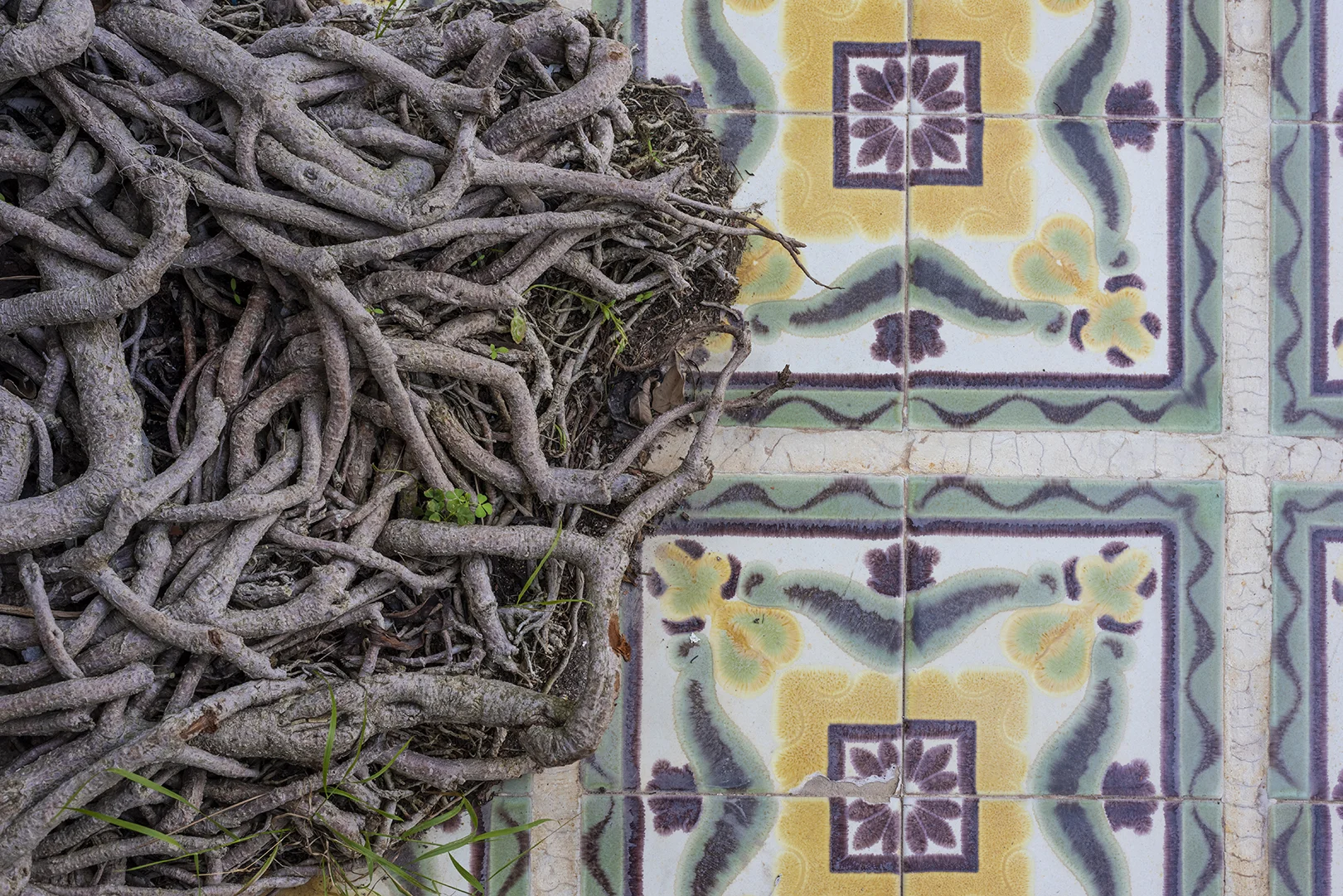 hacienda na xamena tree.jpg