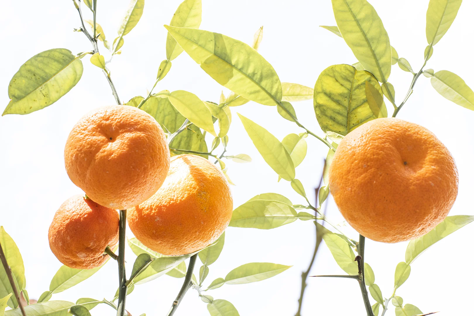 hacienda na xamena orange tree.jpg