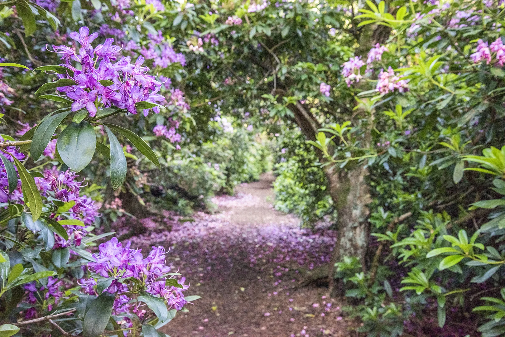 rhododendrons.jpg