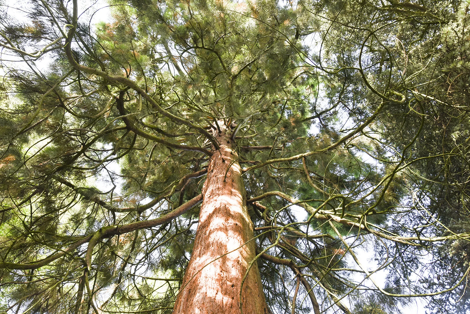 sandybrook tree.jpg