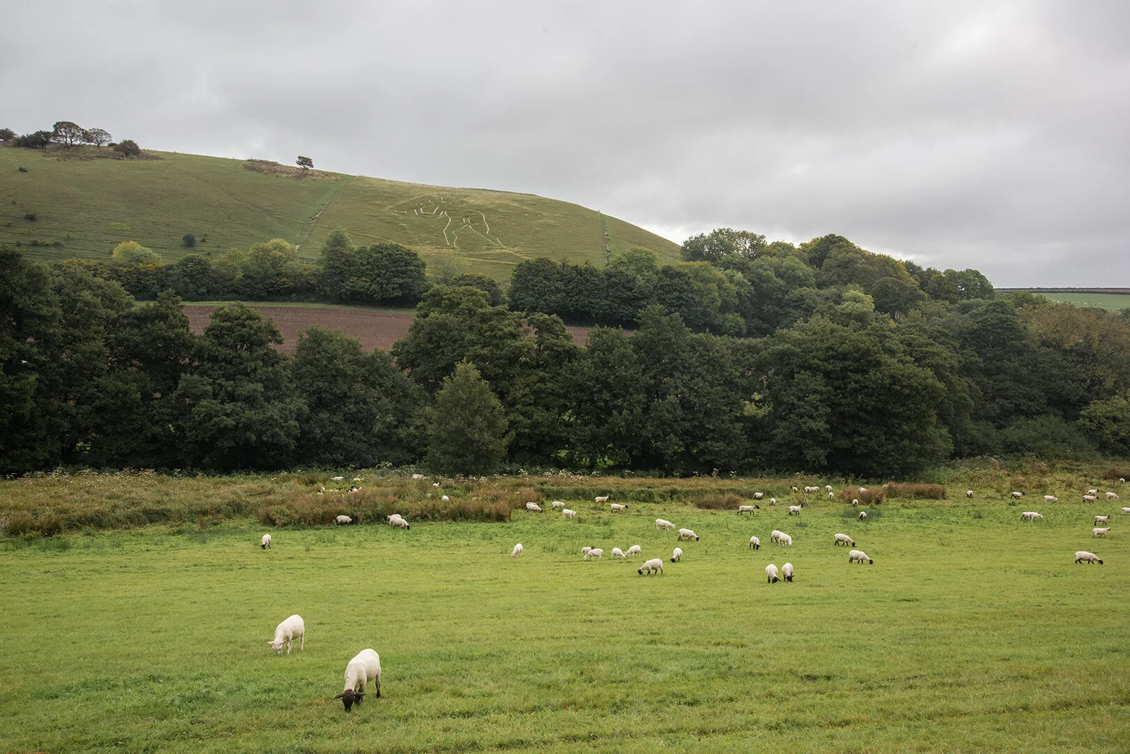 cerne abbas giant.jpg