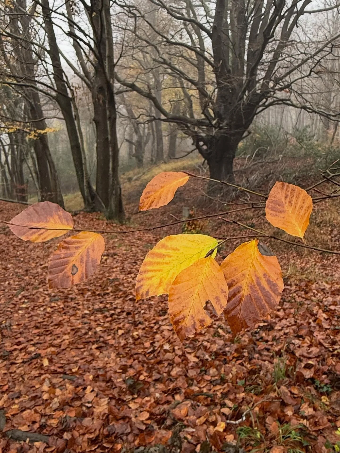 My words 
🍁🍂🍁🍂🍁

Golden colours drifting on the breeze 
Oh, how I love those autumn leaves 
Silently, they fall through the air 
To create a carpet, so rich and rare