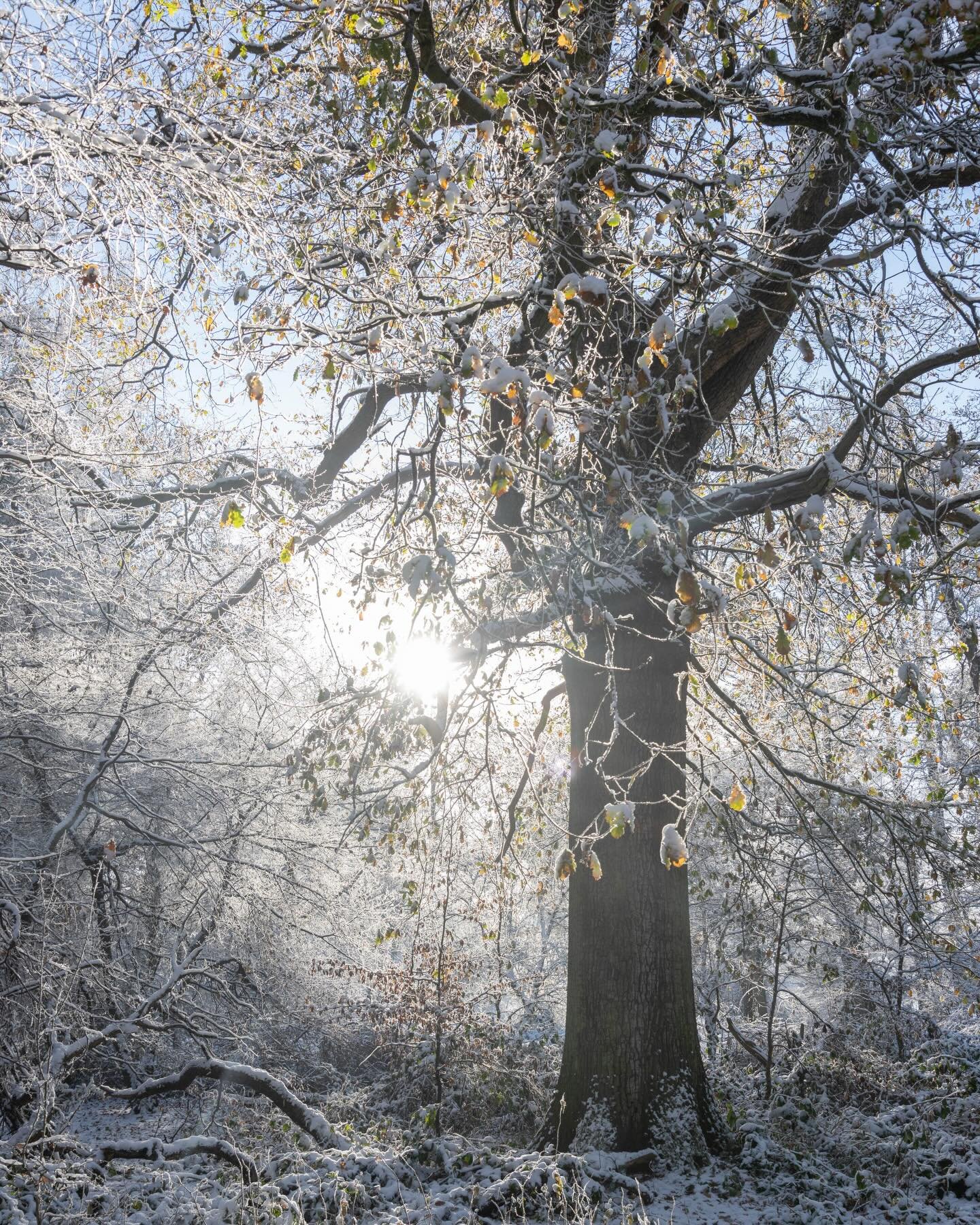 Magical light at Ashridge in the snow for today&rsquo;s &rsquo;Winter&rsquo; scene ❄️