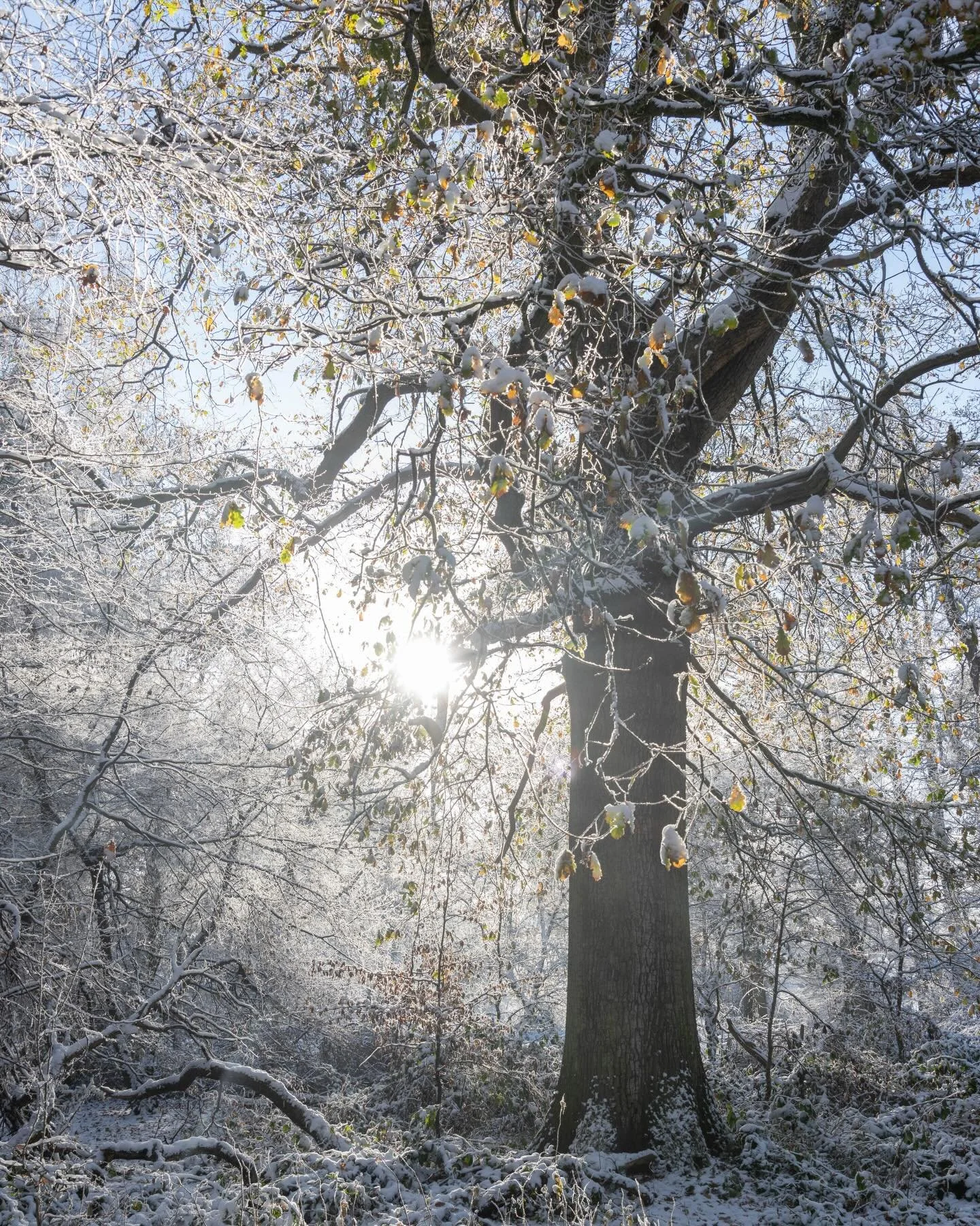 Magical light at Ashridge in the snow for today&rsquo;s &rsquo;Winter&rsquo; scene ❄️