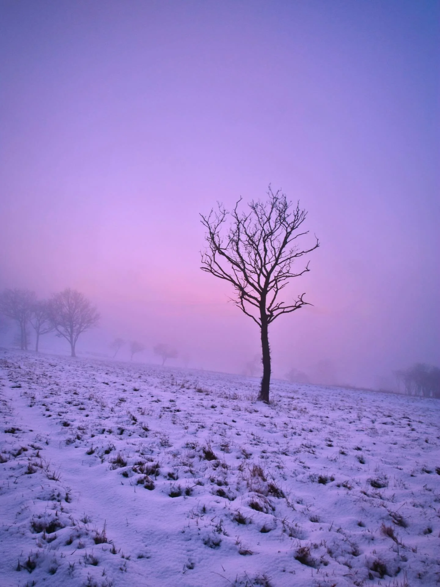 A misty, icy, cold, atmospheric lone tree from Dunstable Downs is today&rsquo;s &rsquo;winter&rsquo; scene. 

Happy Friday Folks ❄️