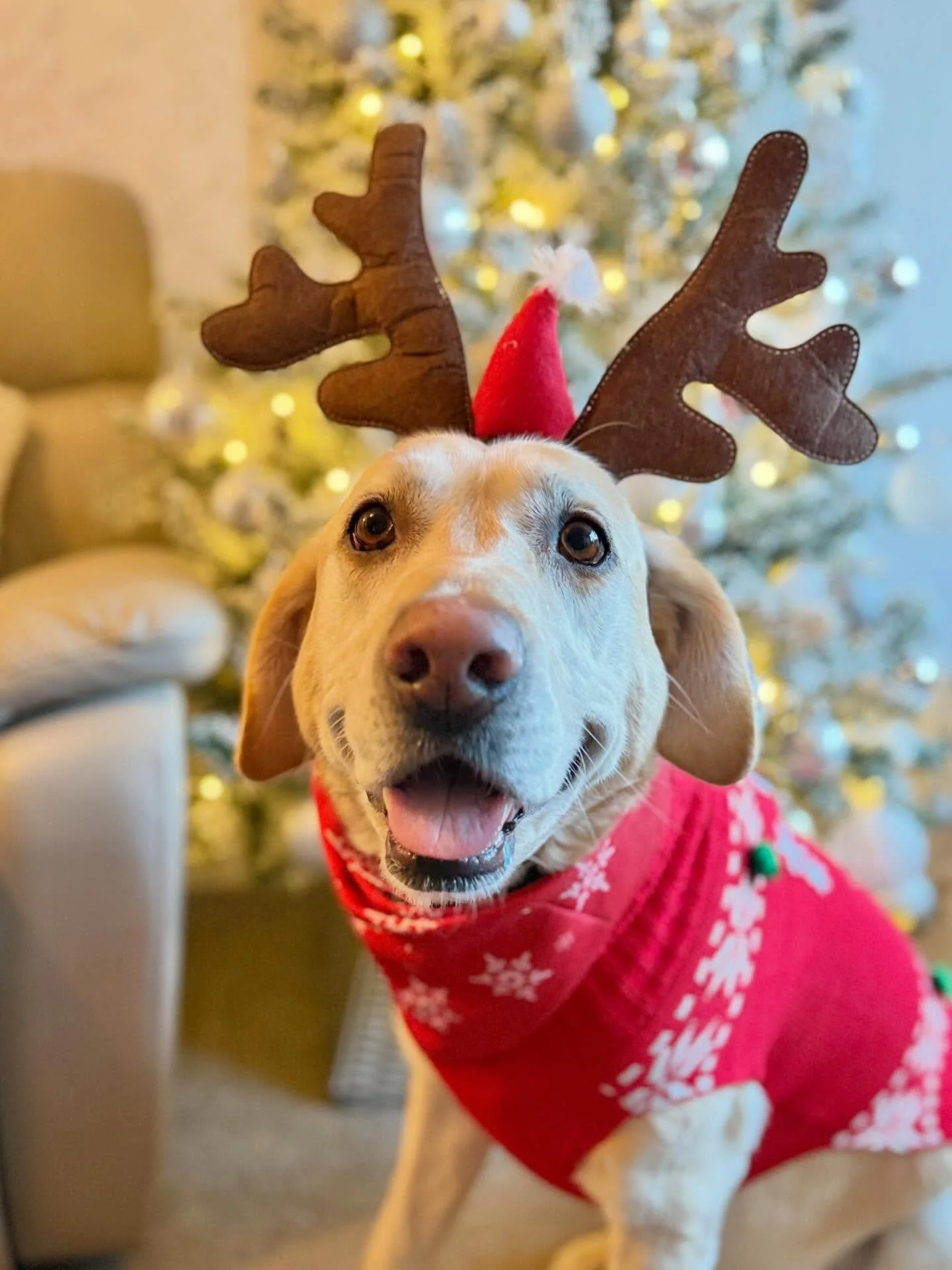 Merry Christmas everyone! Thanks for all of your lovely comments this year. 
🐶🎅🎄🦌❄️