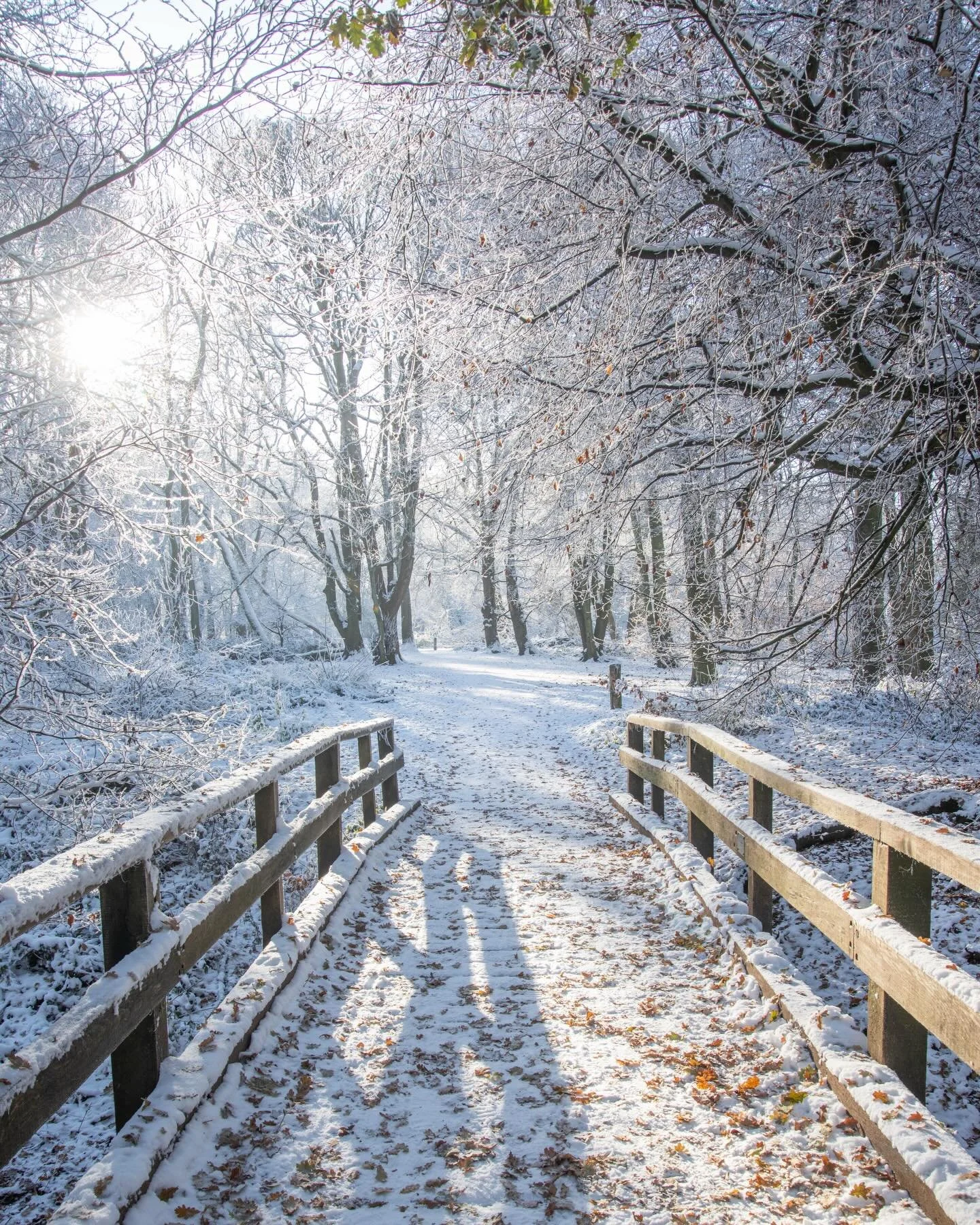 Winter is the restful soul, 
at peace with silence while alone.
~ Angie Weiland Crosby