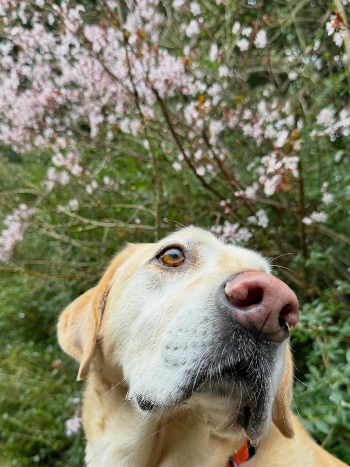 Riley&rsquo;s smelling the sweetness of Spring