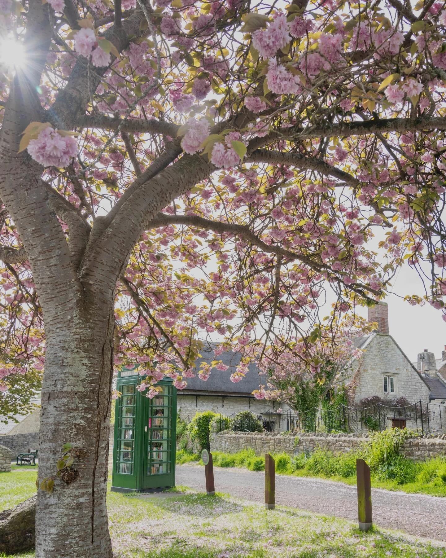 Blossom time
🌸🌺🌸🌺🌸