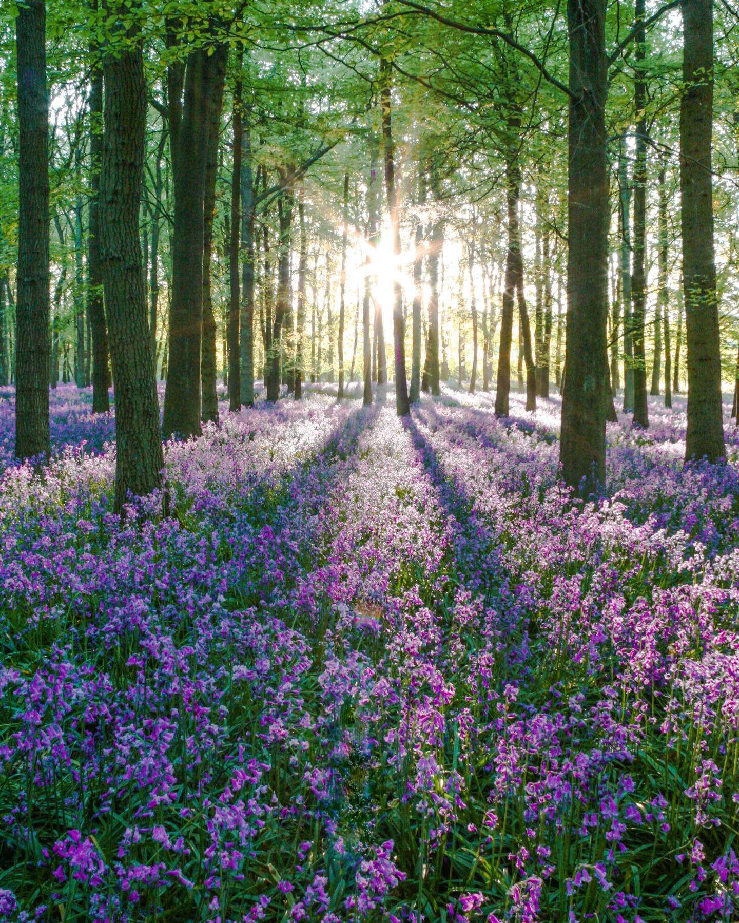 This is my 3000 post here on instagram. Since 2017 I&rsquo;ve really enjoyed sharing my work and to mark this milestone I&rsquo;m posting one of my favourite scenes from Dockey Woods here in the Chilterns. In a couple of weeks this magnificent sight 