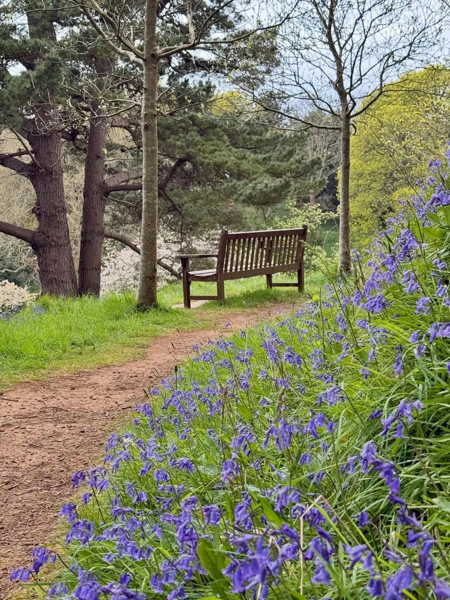 Day 3 of our stay with Jay &amp; Mark at @buddle_place_iw and we took a trip out to Mottistone Manor. The bluebells were stunning. 
🪻🪻🪻🪻🪻

A listed @ntisleofwight manor house with origins dating back to the 15th&ndash;16th centuries. Mentioned a