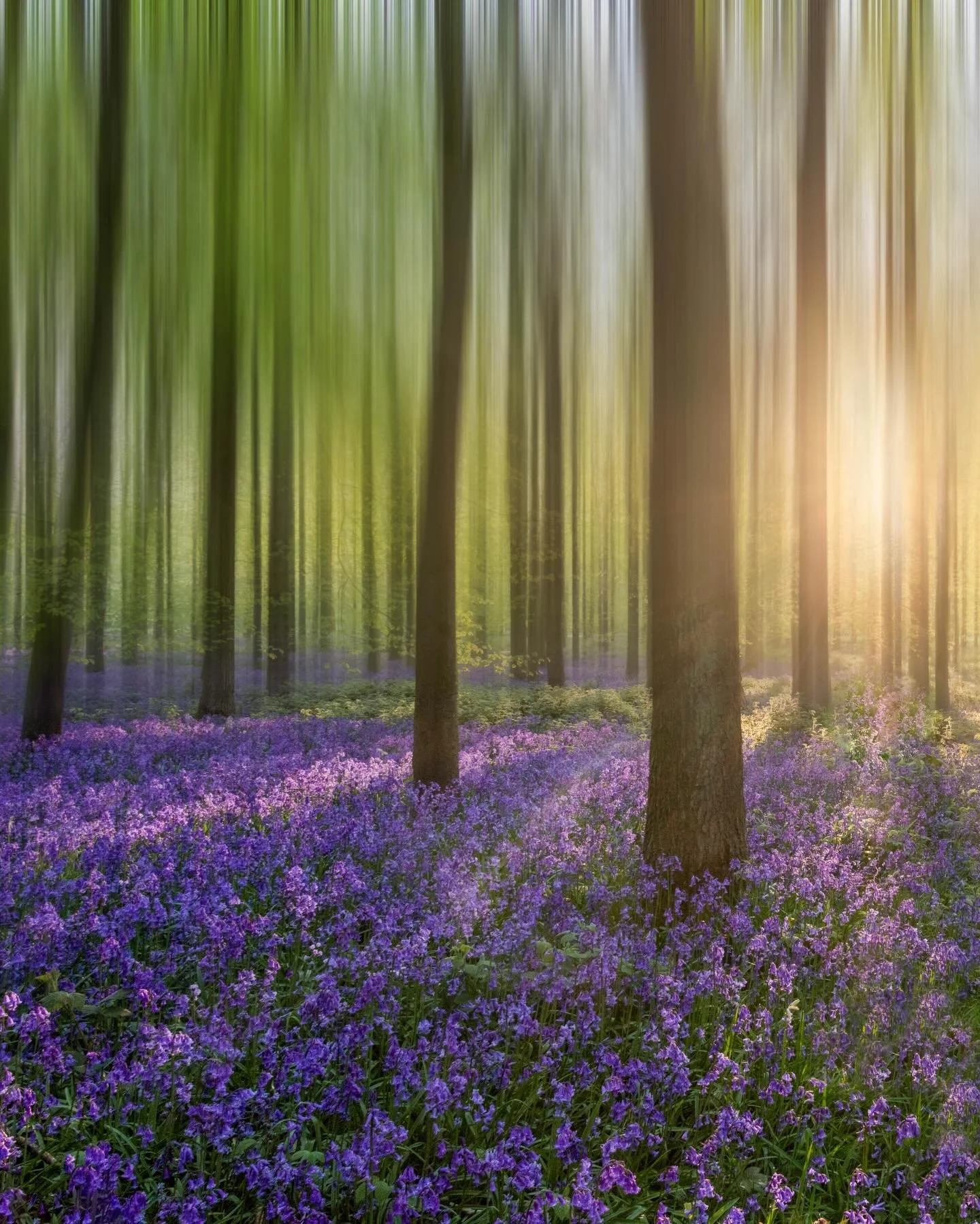 &ldquo;The blue bell is the sweetest flower
That waves in summer air;
Its blossoms have the mightiest power
To soothe my spirit&rsquo;s care.&rdquo;
&mdash; Emily Bront&euml;