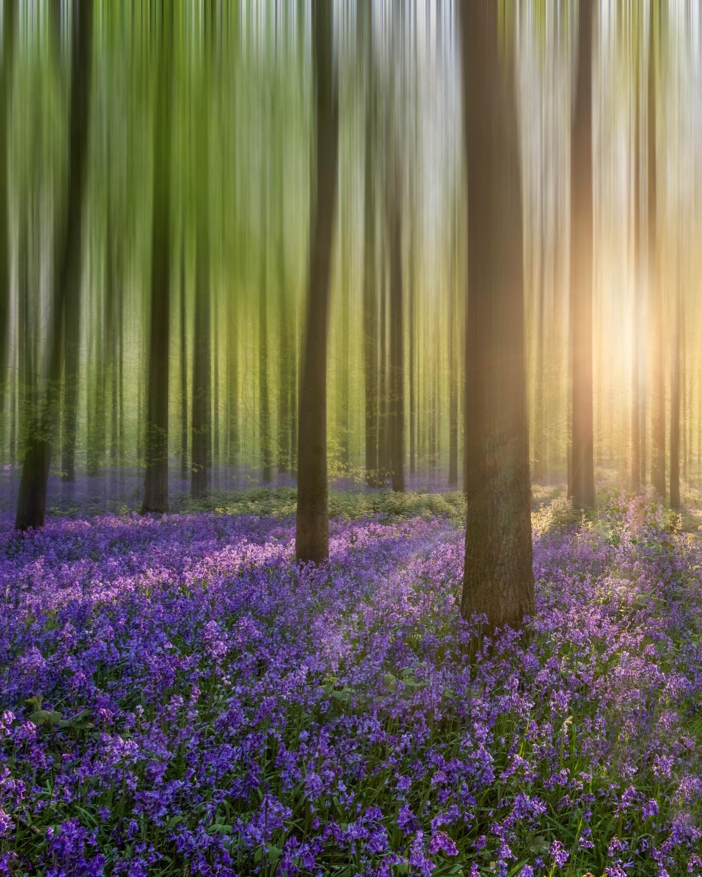 &ldquo;The blue bell is the sweetest flower
That waves in summer air;
Its blossoms have the mightiest power
To soothe my spirit&rsquo;s care.&rdquo;
&mdash; Emily Bront&euml;