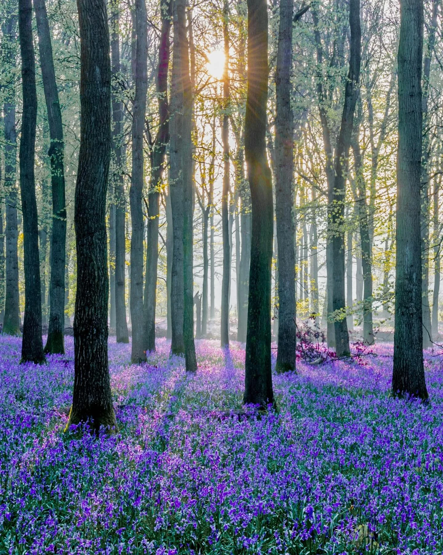 Nations it&rsquo;s best
💜💜💜💜💜