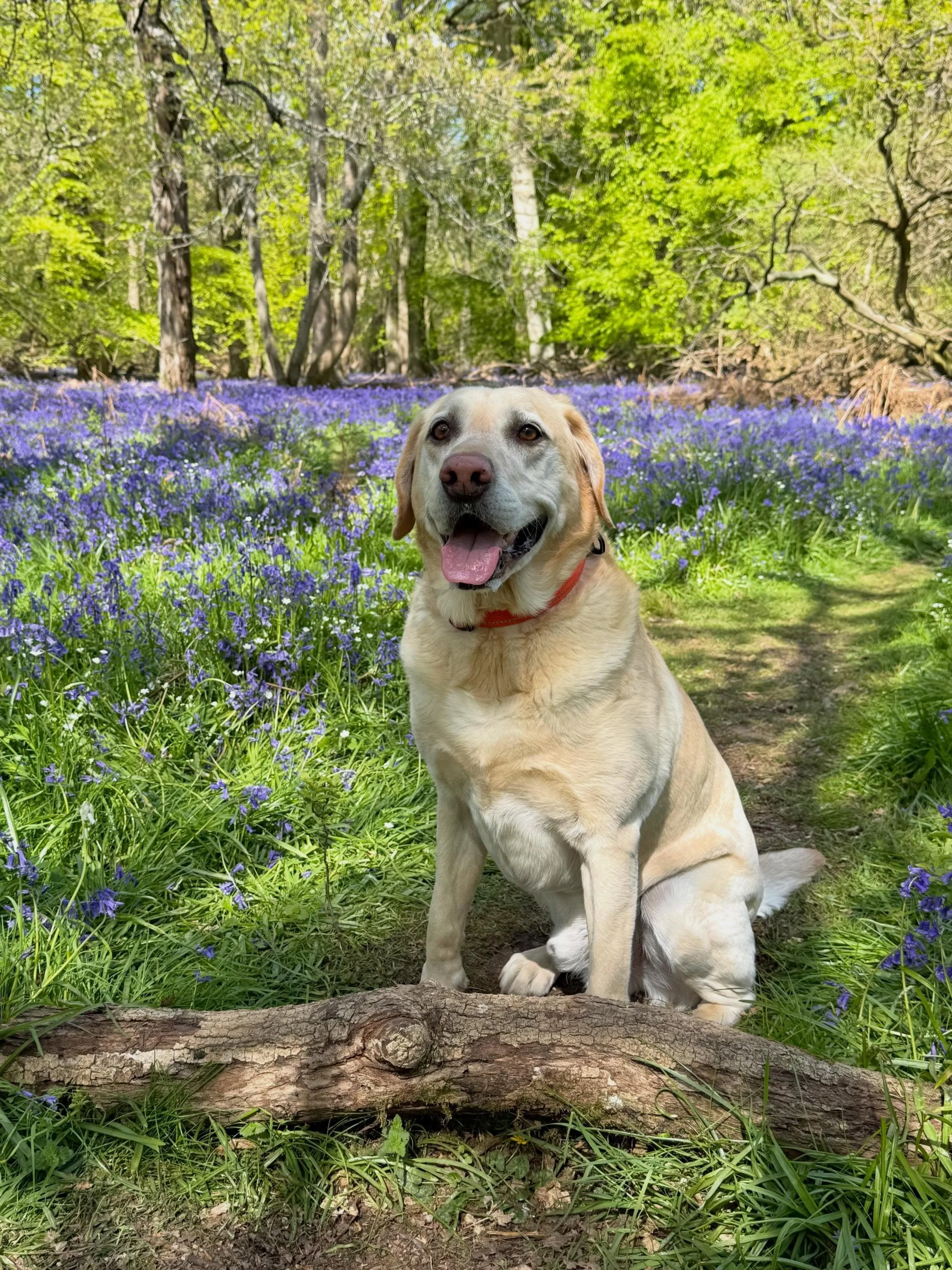 A lovely three mile walk through the bluebells at Ashridge this morning. 
🐾 💜🐾 💜🐾