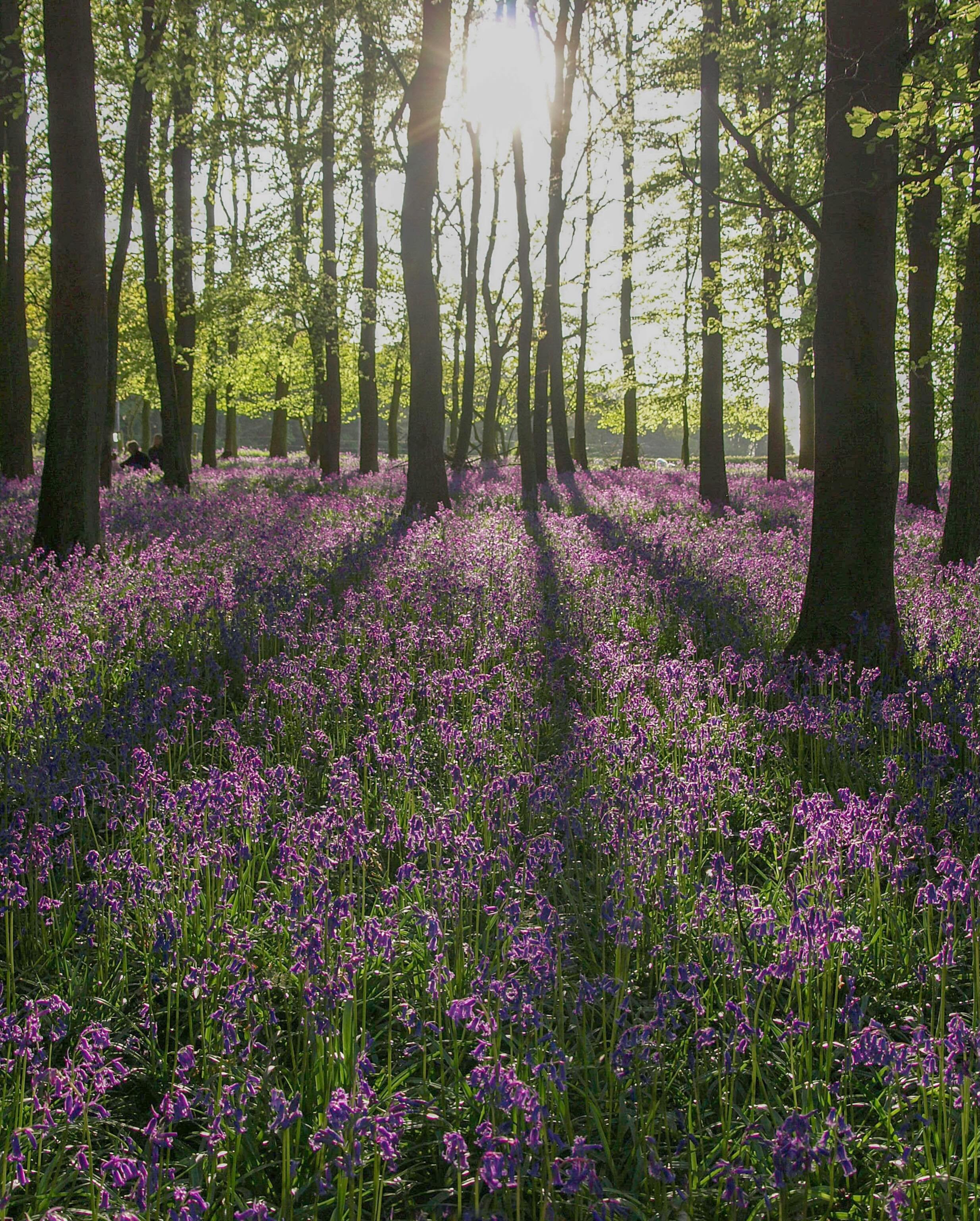 Springtime 
💜💜💜