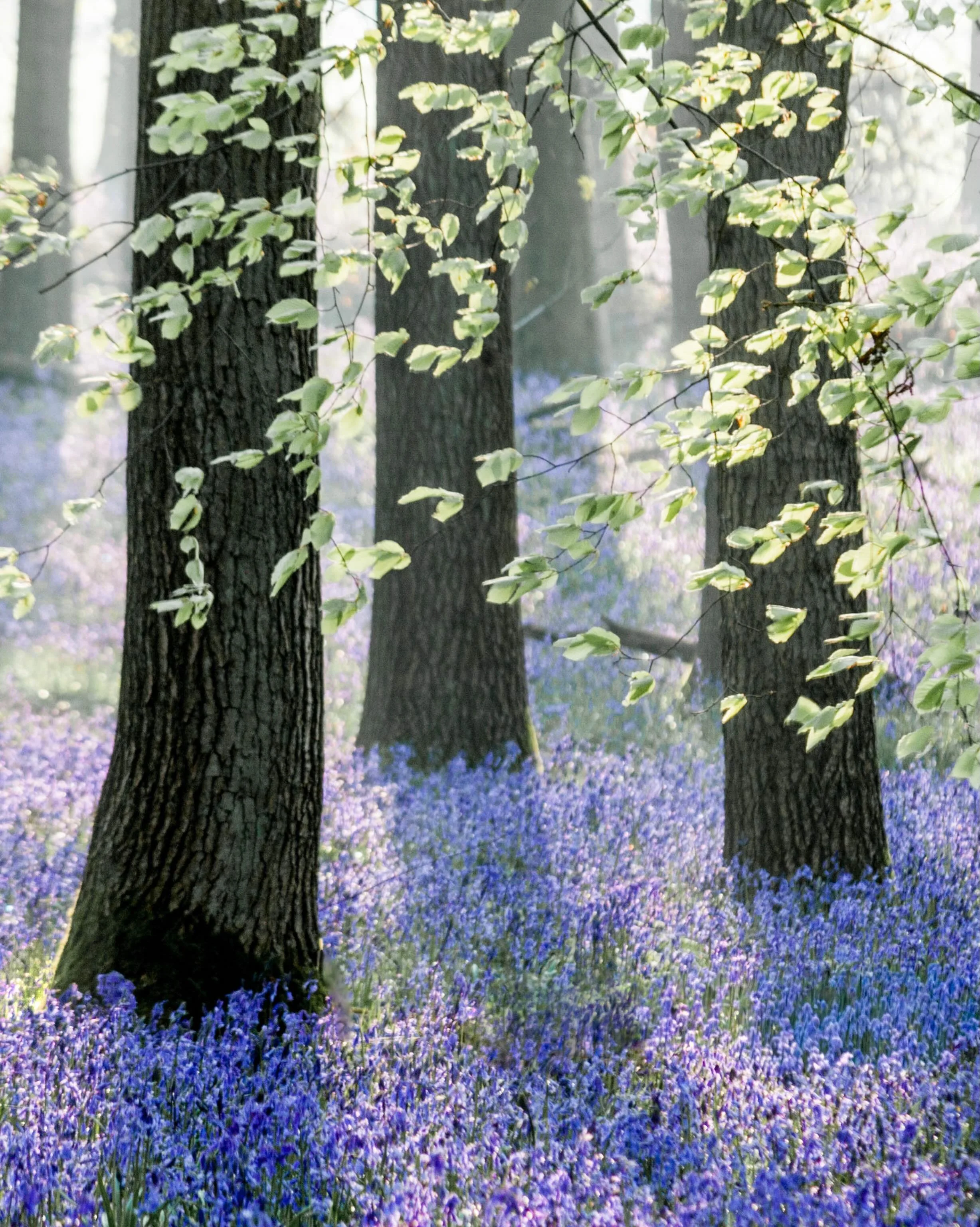 Beautiful Bluebells