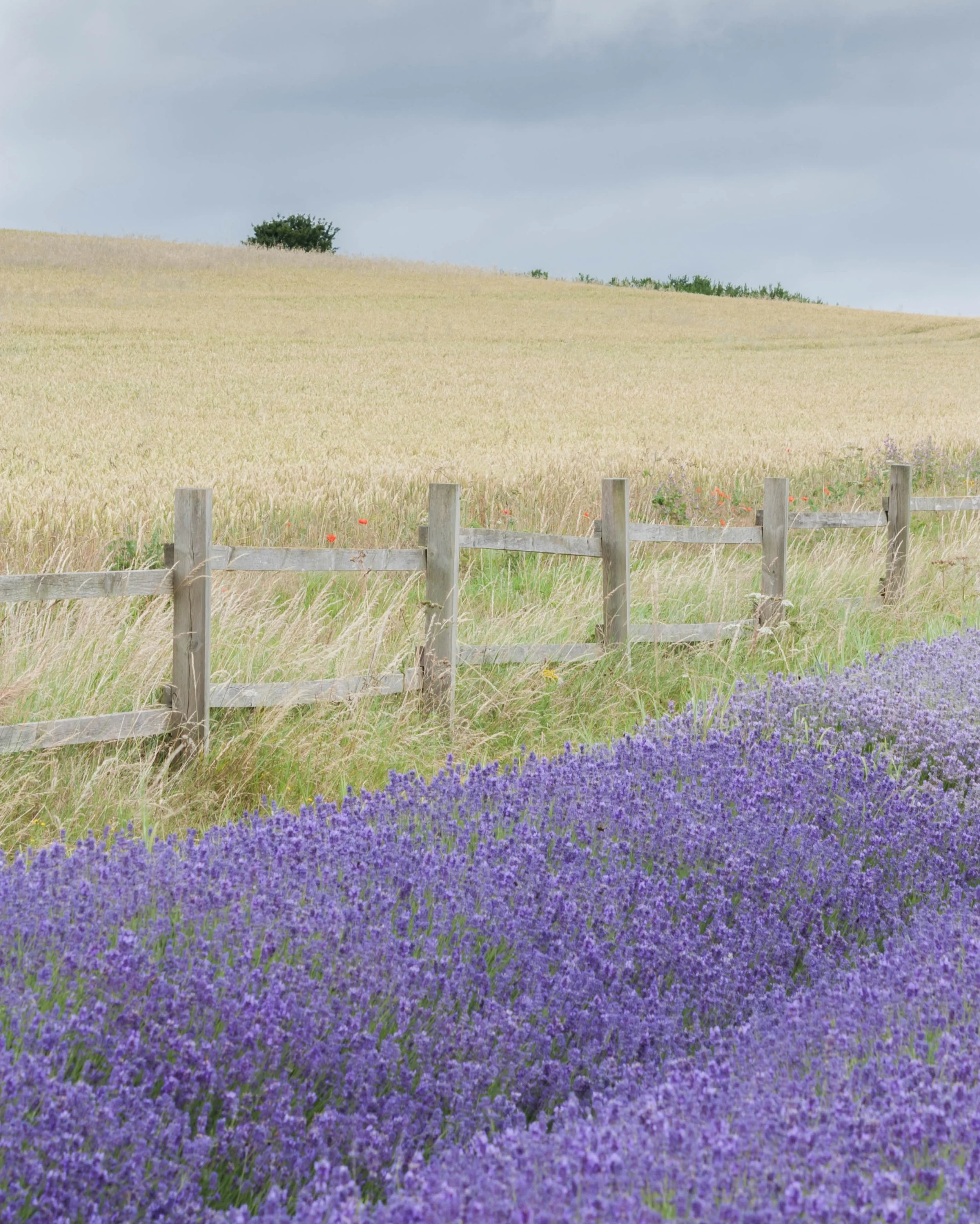 Beautiful lavender in the English countryside. 

Renowned for its soothing fragrance and vibrant purple blooms, lavender (Lavandula) is one of the world&rsquo;s most beloved aromatic herbs. 

This resilient evergreen shrub has been cherished for thou