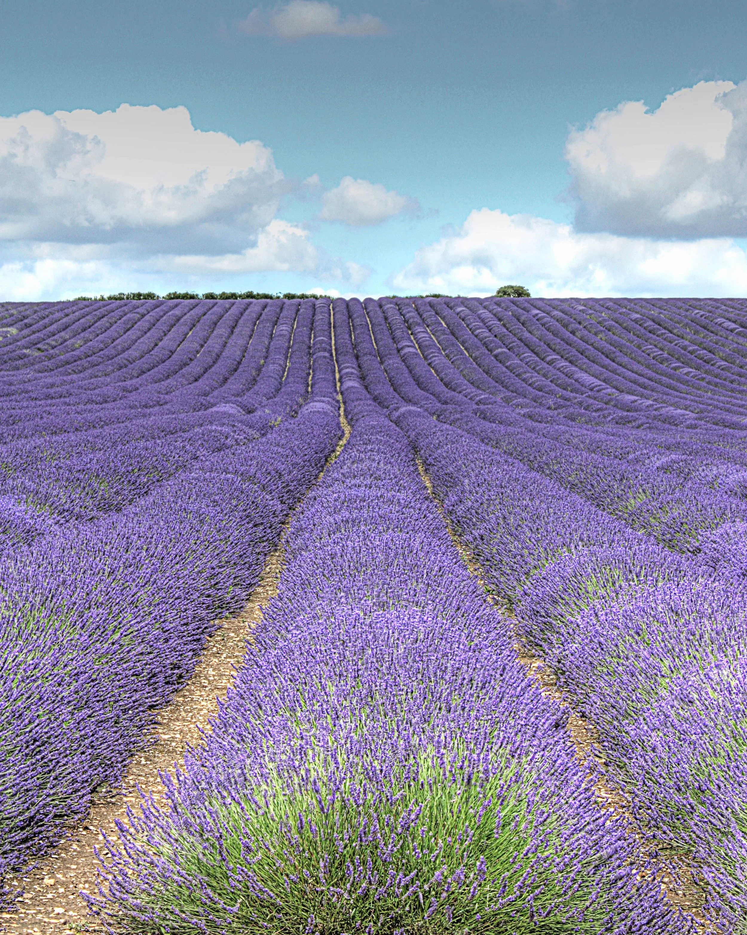 Lavender Fields 💜