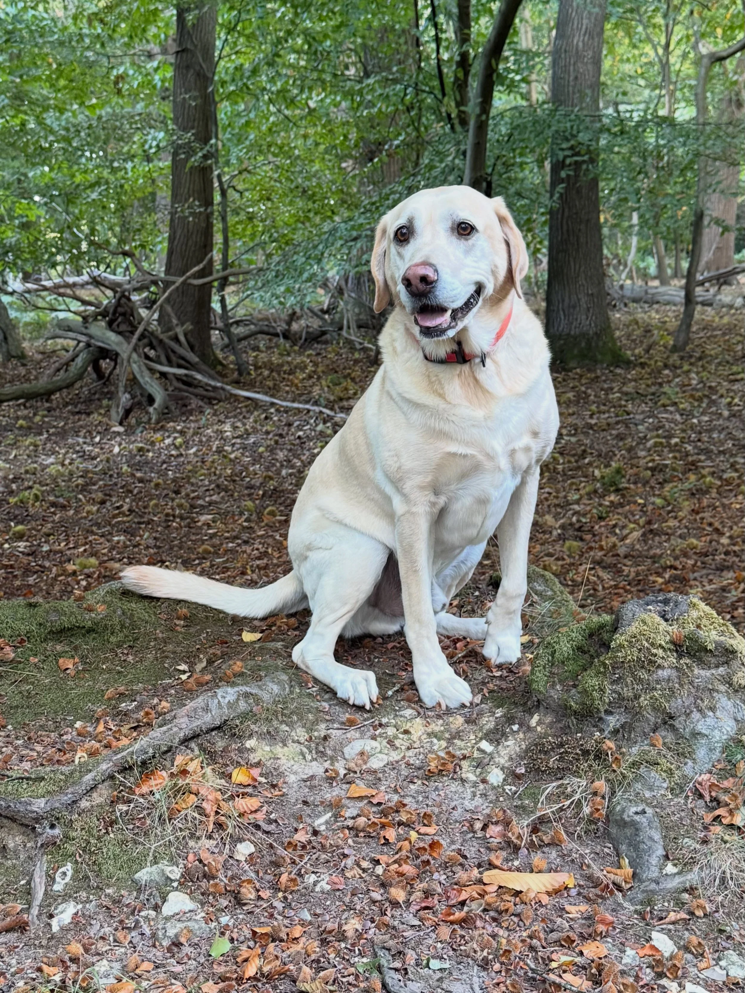 Hello October 

Ashridge is showing off all of its Autumn colours. Riley is loving these walks in the woods. 
🍁 🍂 🍁 🍂 🍁