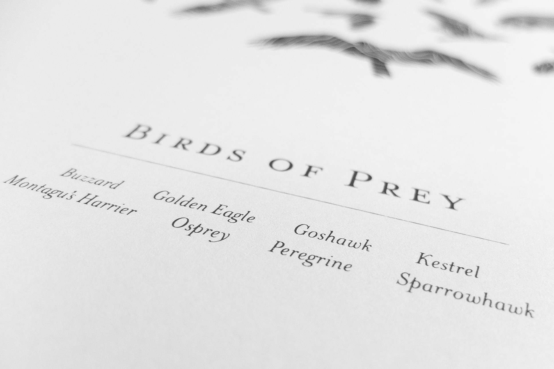 Birds_Of_Prey_Screenprint1_Detail3_Field-Workshop_www.fieldworkshop.co.uk.jpg